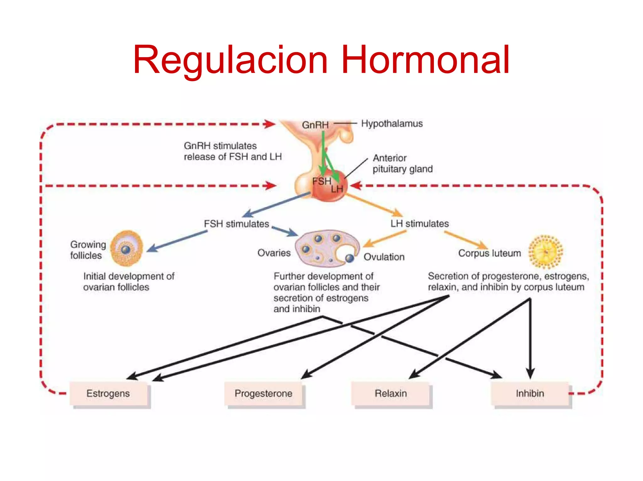 Regulacion Hormonal
 