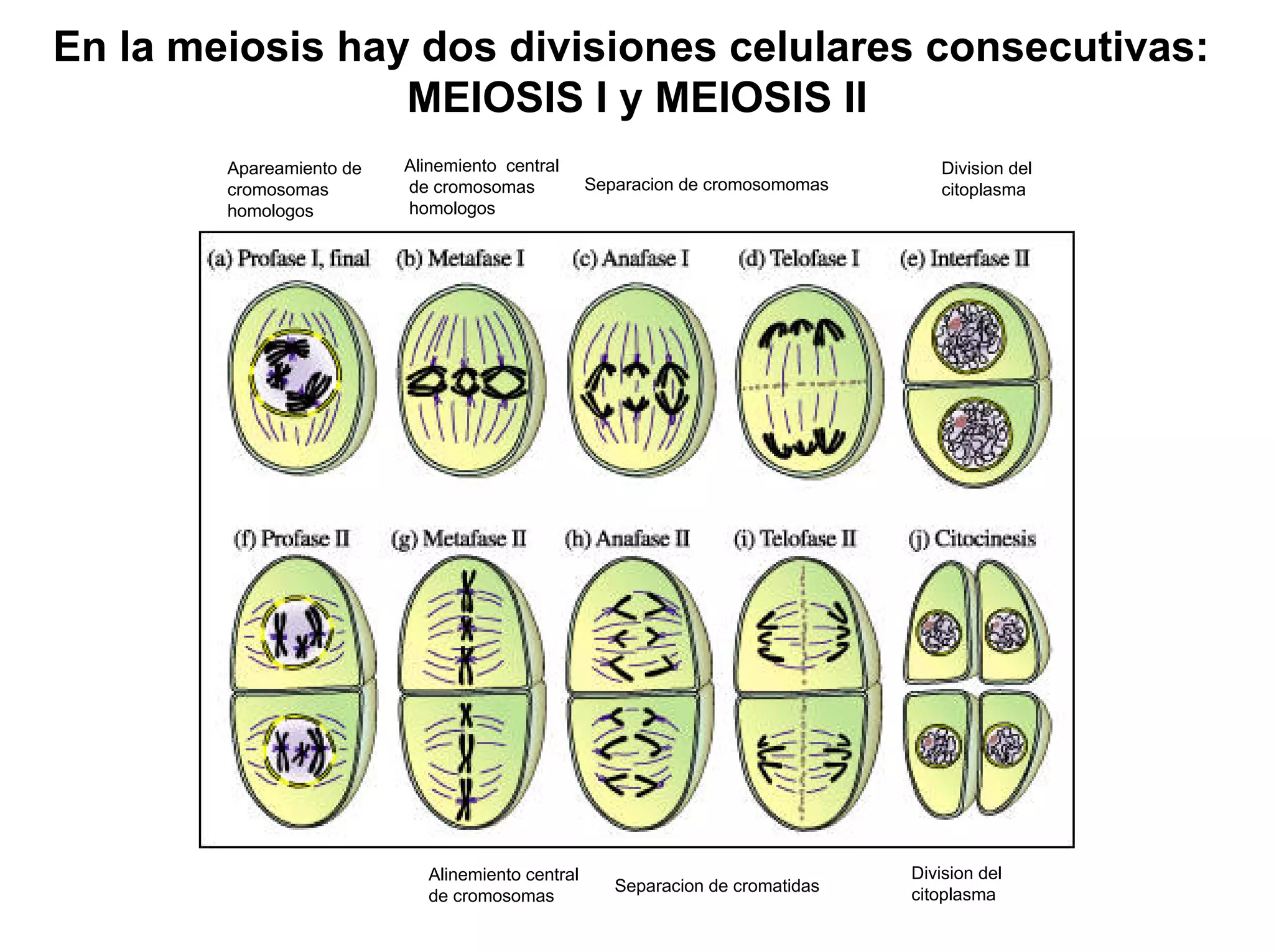 En la meiosis hay dos divisiones celulares consecutivas:
                 MEIOSIS I y MEIOSIS II
        Apareamiento de   Alinemiento central                                      Division del
        cromosomas        de cromosomas           Separacion de cromosomomas       citoplasma
        homologos         homologos




                            Alinemiento central                                 Division del
                                                     Separacion de cromatidas   citoplasma
                            de cromosomas
 