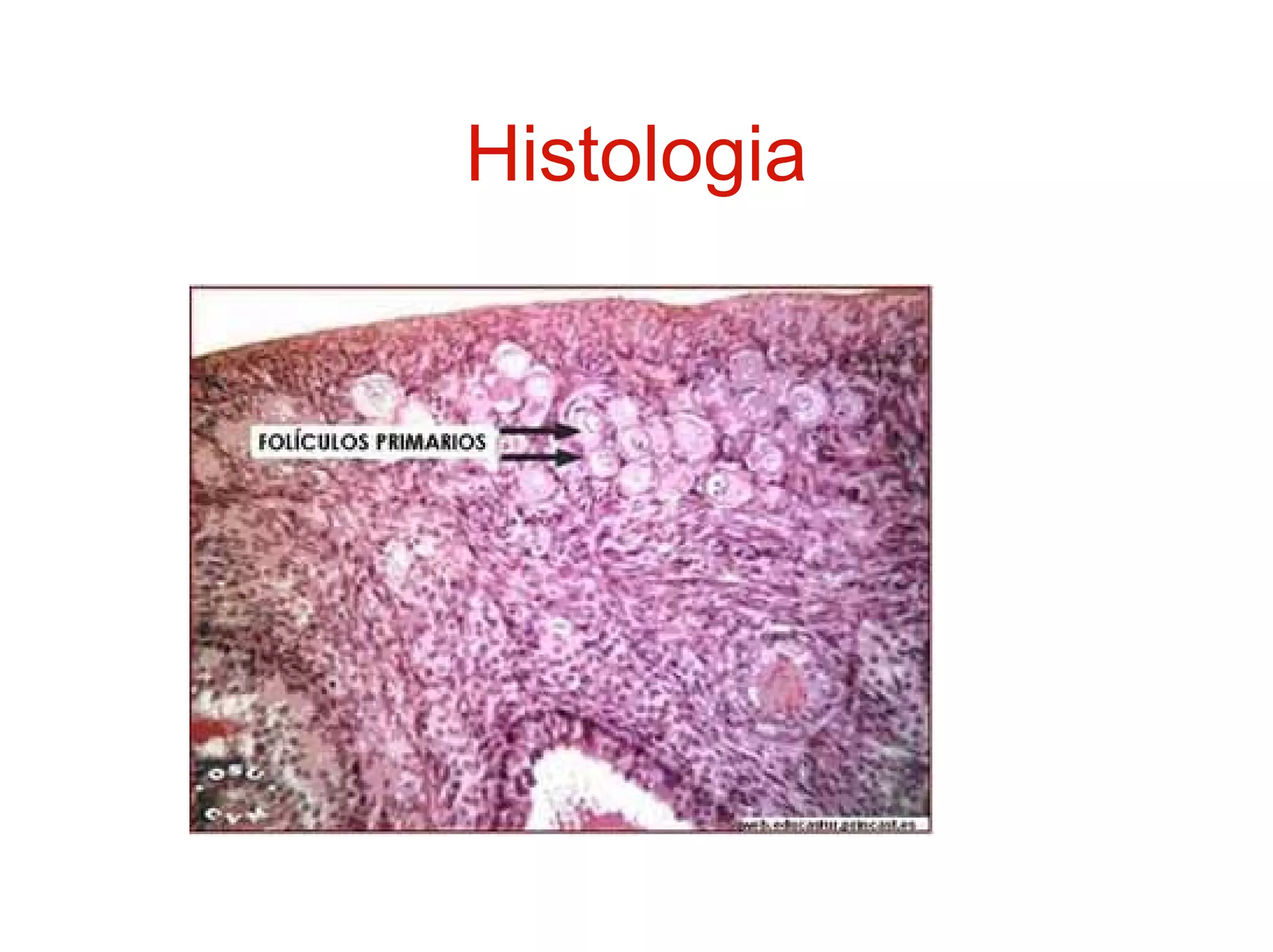 Histologia
 