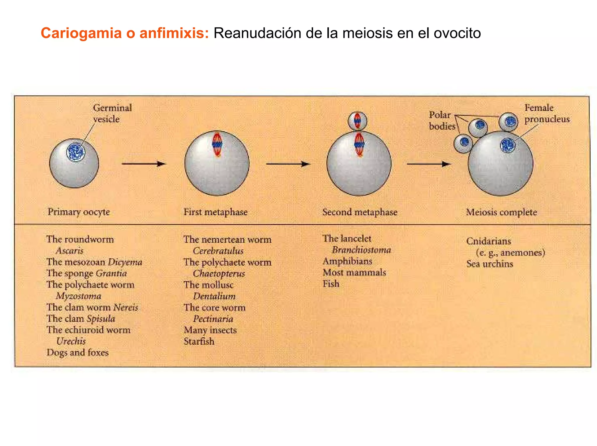 Cariogamia o anfimixis: Reanudación de la meiosis en el ovocito
 