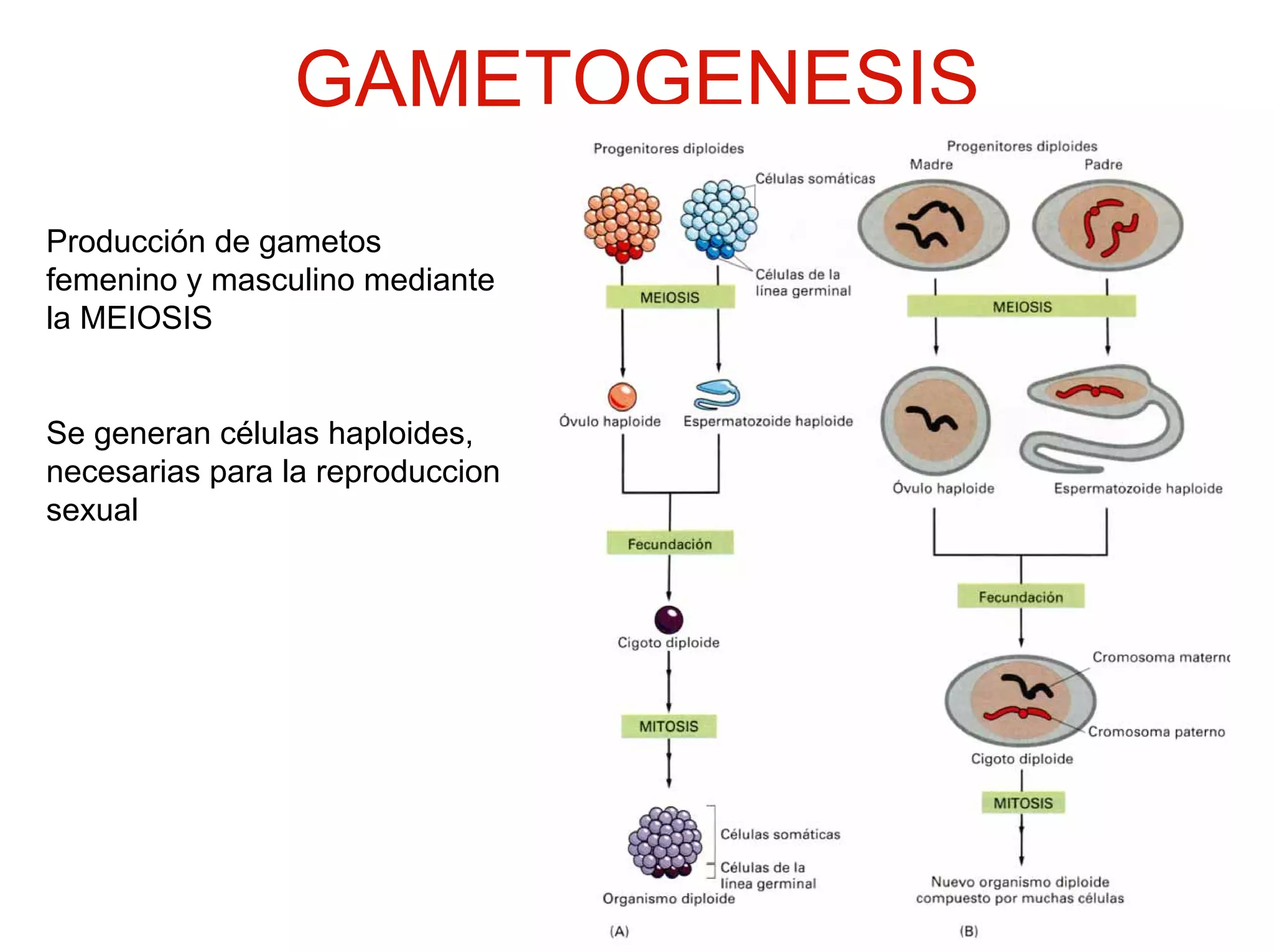 GAMETOGENESIS
Producción de gametos
femenino y masculino mediante
la MEIOSIS


Se generan células haploides,
necesarias para la reproduccion
sexual
 