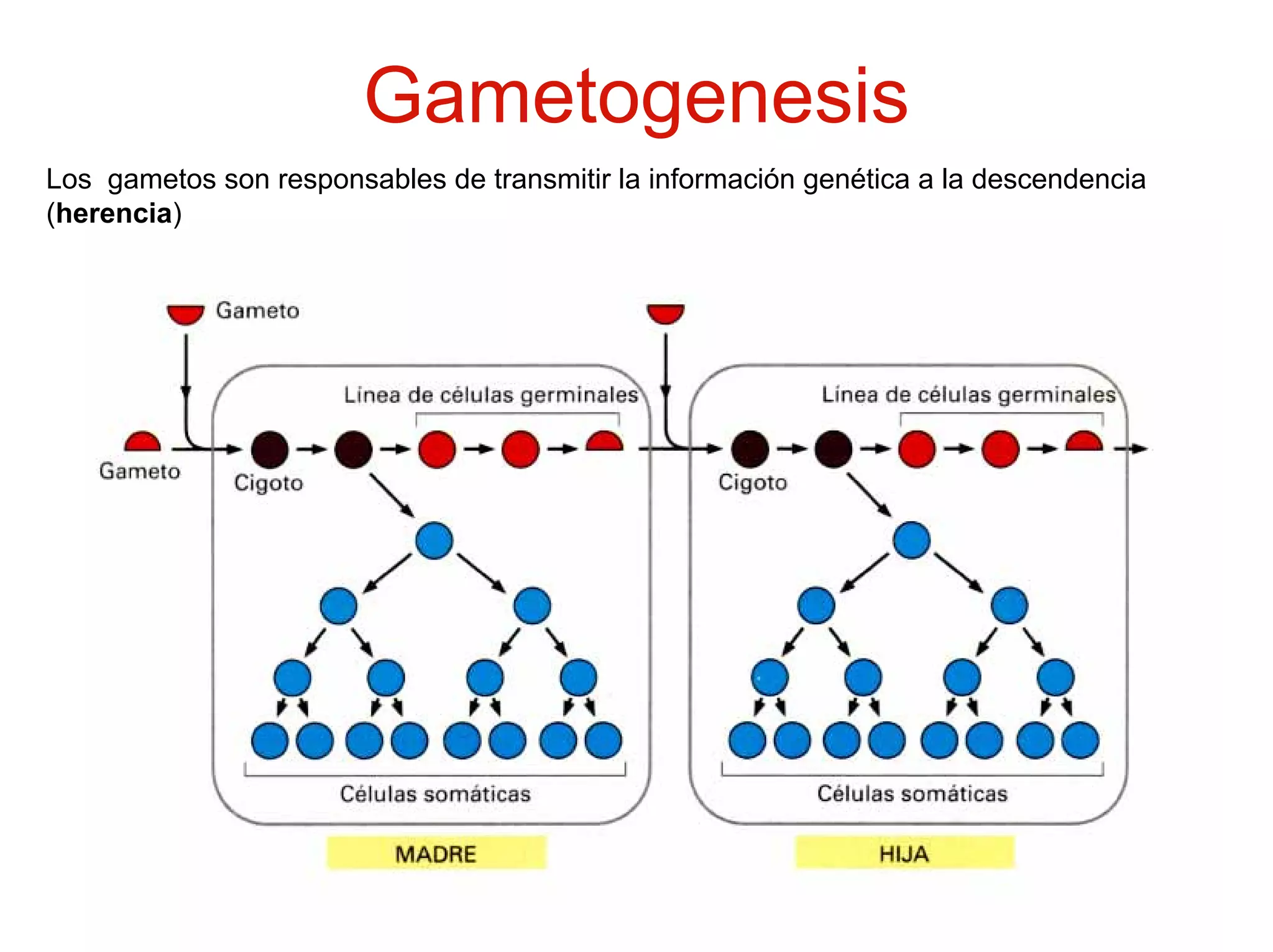 Gametogenesis
Los gametos son responsables de transmitir la información genética a la descendencia
(herencia)
 