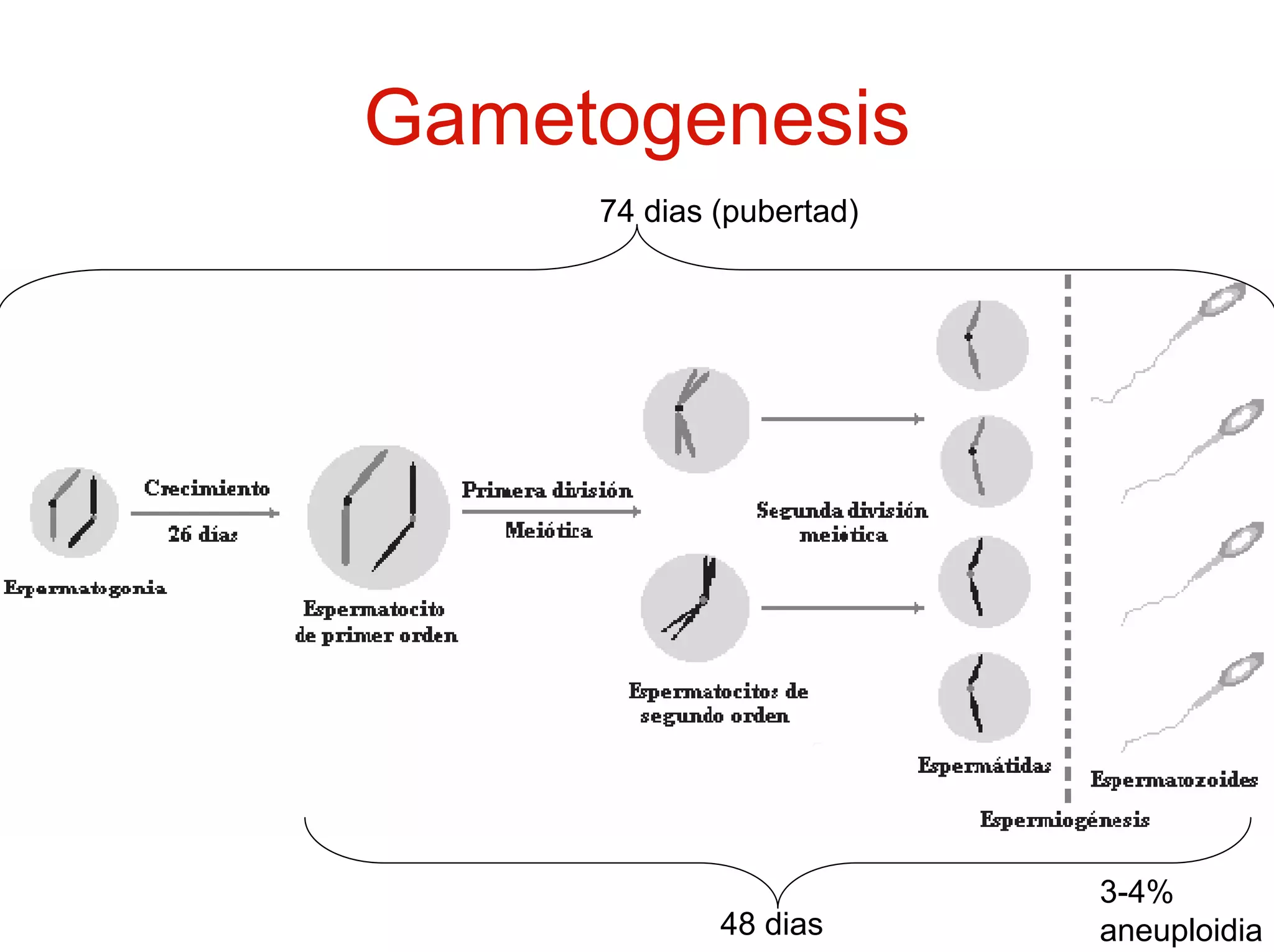 Gametogenesis
     74 dias (pubertad)




                          3-4%
             48 dias      aneuploidia
 