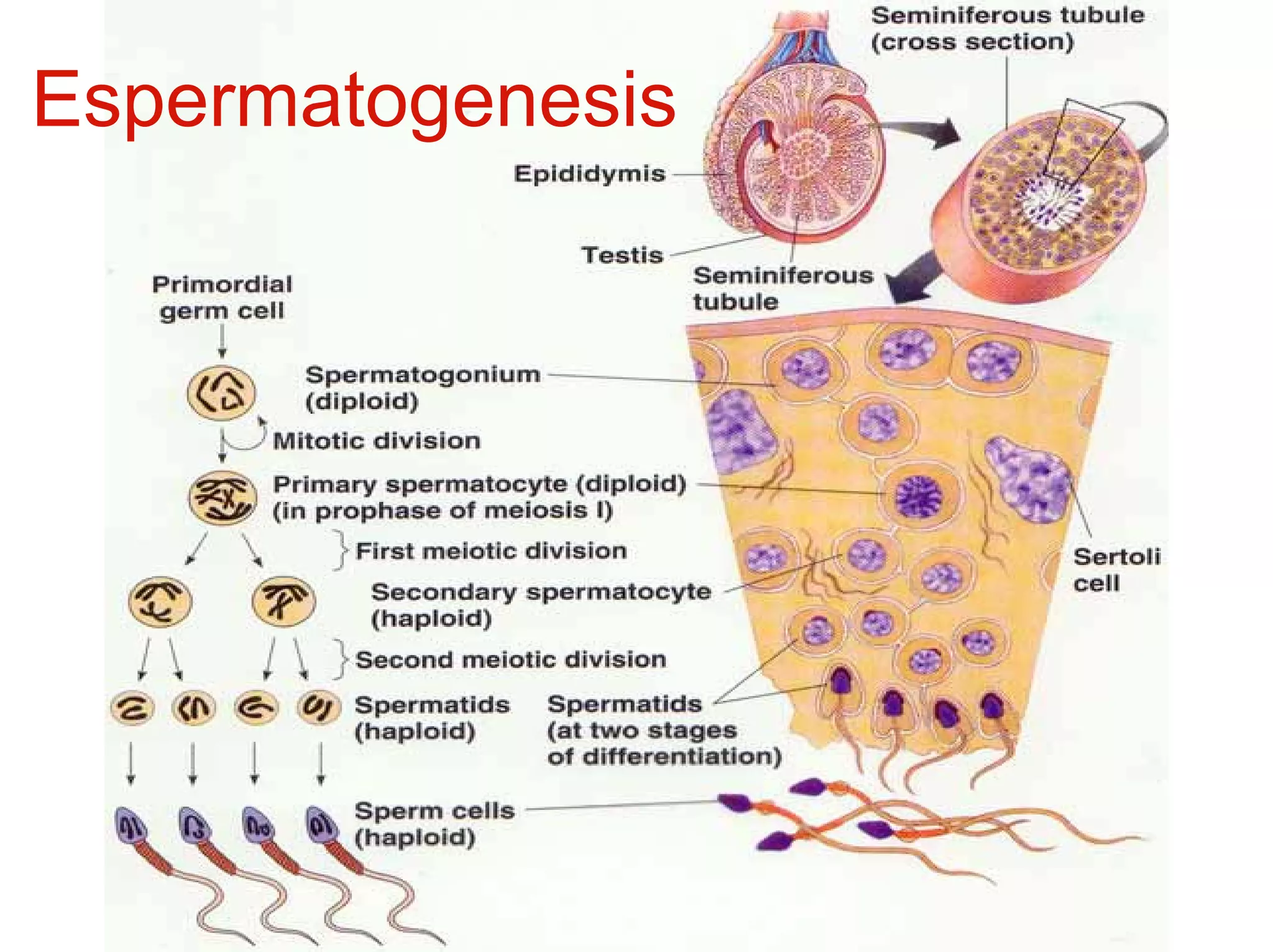 Espermatogenesis




        Barrera hemato-testicular
 