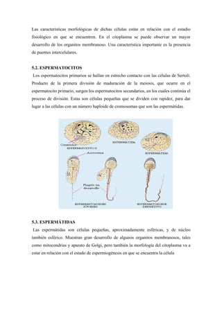 Las características morfológicas de dichas células están en relación con el estadio
fisiológico en que se encuentren. En el citoplasma se puede observar un mayor
desarrollo de los organitos membranoso. Una característica importante es la presencia
de puentes intercelulares.


5.2. ESPERMATOCITOS
Los espermatocitos primarios se hallan en estrecho contacto con las células de Sertoli.
Producto de la primera división de maduración de la meiosis, que ocurre en el
espermatocito primario, surgen los espermatocitos secundarios, en los cuales continúa el
proceso de división. Estas son células pequeñas que se dividen con rapidez, para dar
lugar a las células con un número haploide de cromosomas que son las espermátidas.




5.3. ESPERMÁTIDAS
Las espermátidas son células pequeñas, aproximadamente esféricas, y de núcleo
también esférico. Muestran gran desarrollo de algunos organitos membranosos, tales
como mitocondrias y aparato de Golgi, pero también la morfología del citoplasma va a
estar en relación con el estado de espermiogénesis en que se encuentra la célula
 