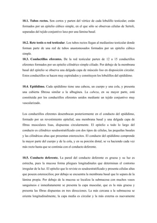 10.1. Tubos rectos. Son cortos y parten del vértice de cada lobulillo testicular; están
formados por un epitelio cúbico simple, en el que sólo se observan células de Sertoli,
separadas del tejido conjuntivo laxo por una lámina basal.


10.2. Rete testis o red testicular. Los tubos rectos llegan al mediastino testicular donde
forman parte de una red de tubos anastomosados formados por un epitelio cúbico
simple.
10.3. Conductillos eferentes. De la red testicular parten de 12 a 15 conductillos
eferentes formados por un epitelio cilíndrico simple ciliado. Por debajo de la membrana
basal del epitelio se observa una delgada capa de músculo liso en disposición circular.
Estos conductillos se hacen muy espiralados y constituyen los lobulillos del epidídimo.


10.4. Epidídimo. Cada epidídimo tiene una cabeza, un cuerpo y una cola, y presenta
una cubierta fibrosa similar a la albugínea. La cabeza, en su mayor parte, está
constituída por los conductillos eferentes unidos mediante un tejido conjuntivo muy
vascularizado.


Los conductillos eferentes desembocan posteriormente en el conducto del epidídimo,
formado por un revestimiento epitelial, una membrana basal y una delgada capa de
fibras musculares lisas, dispuestas circularmente. El epitelio a todo lo largo del
conducto es cilíndrico seudoestratificado con dos tipos de células, las pequeñas basales
y las cilíndricas altas que presentan estereocitos. El conducto del epidídimo comprende
la mayor parte del cuerpo y de la cola, y en su porción distal, se va haciendo cada vez
más recto hasta que se continúa con el conducto deferente.


10.5. Conducto deferente. La pared del conducto deferente es gruesa y su luz es
estrecha, pues la mucosa forma pliegues longitudinales que determinan el contorno
irregular de la luz. El epitelio que lo reviste es seudoestratificado y presenta células altas
que poseen estereocilios; por debajo se encuentra la membrana basal que lo separa de la
lámina propia. Por debajo de la mucosa se localiza la submucosa con muchos vasos
sanguíneos e inmediatamente se presenta la capa muscular, que es la más gruesa y
presenta las fibras dispuestas en tres direcciones. La más cercana a la submucosa se
orienta longitudinalmente, la capa media es circular y la más externa es nuevamente
 