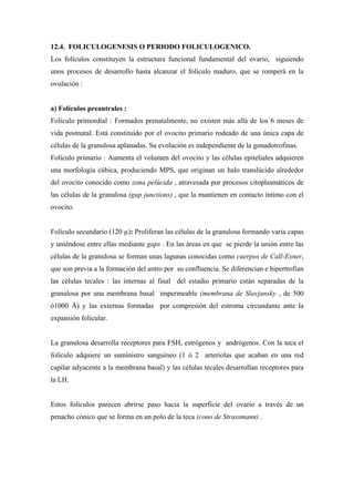 12.4. FOLICULOGENESIS O PERIODO FOLICULOGENICO.
Los folículos constituyen la estructura funcional fundamental del ovario, siguiendo
unos procesos de desarrollo hasta alcanzar el folículo maduro, que se romperá en la
ovulación :


a) Folículos preantrales :
Folículo primordial : Formados prenatalmente, no existen más allá de los 6 meses de
vida postnatal. Está constituido por el ovocito primario rodeado de una única capa de
células de la granulosa aplanadas. Su evolución es independiente de la gonadotrofinas.
Folículo primario : Aumenta el volumen del ovocito y las células epiteliales adquieren
una morfología cúbica, produciendo MPS, que originan un halo translúcido alrededor
del ovocito conocido como zona pelúcida , atravesada por procesos citoplasmáticos de
las células de la granulosa (gap junctions) , que la mantienen en contacto íntimo con el
ovocito.


Folículo secundario (120 ): Proliferan las células de la granulosa formando varia capas
y uniéndose entre ellas mediante gaps . En las áreas en que se pierde la unión entre las
células de la granulosa se forman unas lagunas conocidas como cuerpos de Call-Exner,
que son previa a la formación del antro por su confluencia. Se diferencian e hipertrofian
las células tecales : las internas al final del estadio primario están separadas de la
granulosa por una membrana basal impermeable (membrana de Slavjansky , de 500
ó1000 Å) y las externas formadas por compresión del estroma circundante ante la
expansión folicular.


La granulosa desarrolla receptores para FSH, estrógenos y andrógenos. Con la teca el
folículo adquiere un suministro sanguíneo (1 ó 2 arteriolas que acaban en una red
capilar adyacente a la membrana basal) y las células tecales desarrollan receptores para
la LH.


Estos folículos parecen abrirse paso hacia la superficie del ovario a través de un
penacho cónico que se forma en un polo de la teca (cono de Strassmann) .
 
