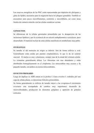 Las reservas energéticas de las PGC están representadas por depósitos de glicógeno y
gotas de lípidos, necesarios para la migración hacia los pliegues gonadales. También se
encuentran unos pocos microfilamentos, centríolos y microtúbulos, así como áreas
focales de contacto estrecho con las células somáticas vecinas.



GONOCITOS
Se diferencian de la células germinales primordiales por la desaparición de las
inclusiones lipídicas y por la existencia de un retículo endoplasmatico vesiculosos, poco
desarrollado. El material nuclear de estas células manifiesta un metabolismo muy pobre.


OVOGONIAS
Su tamaño al del monocito de origen es inferior. Son de forma esférica u oval.
Generalmente están unidas por puentes citoplasmáticos, lo que le da un carácter
sincisial. El núcleo es muy voluminoso, siempre mas de la mitad del volumen celular.
La cromatina generalmente difusa. Los ribosomas son mas abundantes y están
distribuidos homogéneamente en el citoplasma. Las mitocondrias muy escasas y de
pequeño tamaño, son pobres en crestas mitocondriales,


OVOCITO PRIMARIO
Luego de duplicar su ADN entran en la profase I. Estos ovocitos I, rodeados por una
capa de células planas, se denominan folículos primordiales.
Su forma generalmente es esférica de tamaño mayor a las ovogonias.el crecimiento
ovocitario    esta   acompañado    de   cambios    muy    importantes:   desarrollo   de
microvellosidades, producción de elementos golgianos y aparición de gránulos
corticales.
 
