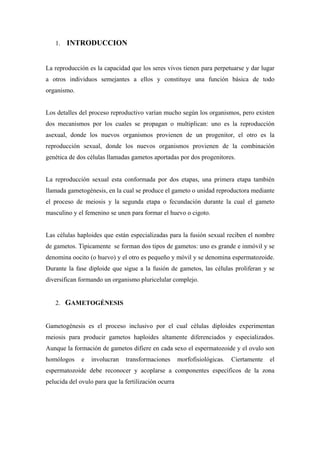 1. INTRODUCCION


La reproducción es la capacidad que los seres vivos tienen para perpetuarse y dar lugar
a otros individuos semejantes a ellos y constituye una función básica de todo
organismo.


Los detalles del proceso reproductivo varían mucho según los organismos, pero existen
dos mecanismos por los cuales se propagan o multiplican: uno es la reproducción
asexual, donde los nuevos organismos provienen de un progenitor, el otro es la
reproducción sexual, donde los nuevos organismos provienen de la combinación
genética de dos células llamadas gametos aportadas por dos progenitores.


La reproducción sexual esta conformada por dos etapas, una primera etapa también
llamada gametogénesis, en la cual se produce el gameto o unidad reproductora mediante
el proceso de meiosis y la segunda etapa o fecundación durante la cual el gameto
masculino y el femenino se unen para formar el huevo o cigoto.


Las células haploides que están especializadas para la fusión sexual reciben el nombre
de gametos. Típicamente se forman dos tipos de gametos: uno es grande e inmóvil y se
denomina oocito (o huevo) y el otro es pequeño y móvil y se denomina espermatozoide.
Durante la fase diploide que sigue a la fusión de gametos, las células proliferan y se
diversifican formando un organismo pluricelular complejo.


   2. GAMETOGÉNESIS


Gametogénesis es el proceso inclusivo por el cual células diploides experimentan
meiosis para producir gametos haploides altamente diferenciados y especializados.
Aunque la formación de gametos difiere en cada sexo el espermatozoide y el ovulo son
homólogos     e   involucran   transformaciones       morfofisiológicas.   Ciertamente   el
espermatozoide debe reconocer y acoplarse a componentes específicos de la zona
pelucida del ovulo para que la fertilización ocurra
 