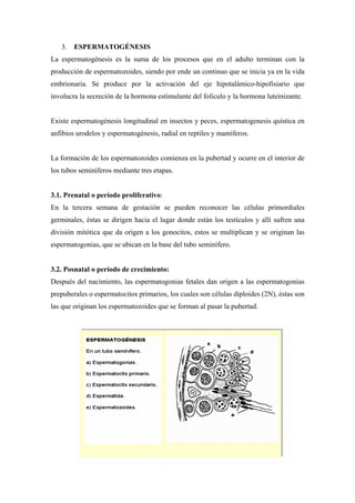 3. ESPERMATOGÉNESIS
La espermatogénesis es la suma de los procesos que en el adulto terminan con la
producción de espermatozoides, siendo por ende un continuo que se inicia ya en la vida
embrionaria. Se produce por la activación del eje hipotalámico-hipofisiario que
involucra la secreción de la hormona estimulante del folículo y la hormona luteinizante.


Existe espermatogénesis longitudinal en insectos y peces, espermatogenesis quística en
anfibios urodelos y espermatogénesis, radial en reptiles y mamíferos.


La formación de los espermatozoides comienza en la pubertad y ocurre en el interior de
los tubos seminíferos mediante tres etapas.


3.1. Prenatal o período proliferativo:
En la tercera semana de gestación se pueden reconocer las células primordiales
germinales, éstas se dirigen hacia el lugar donde están los testículos y allí sufren una
división mitótica que da origen a los gonocitos, estos se multiplican y se originan las
espermatogonias, que se ubican en la base del tubo seminífero.


3.2. Posnatal o período de crecimiento:
Después del nacimiento, las espermatogonias fetales dan origen a las espermatogonias
prepuberales o espermatocitos primarios, los cuales son células diploides (2N), éstas son
las que originan los espermatozoides que se forman al pasar la pubertad.
 