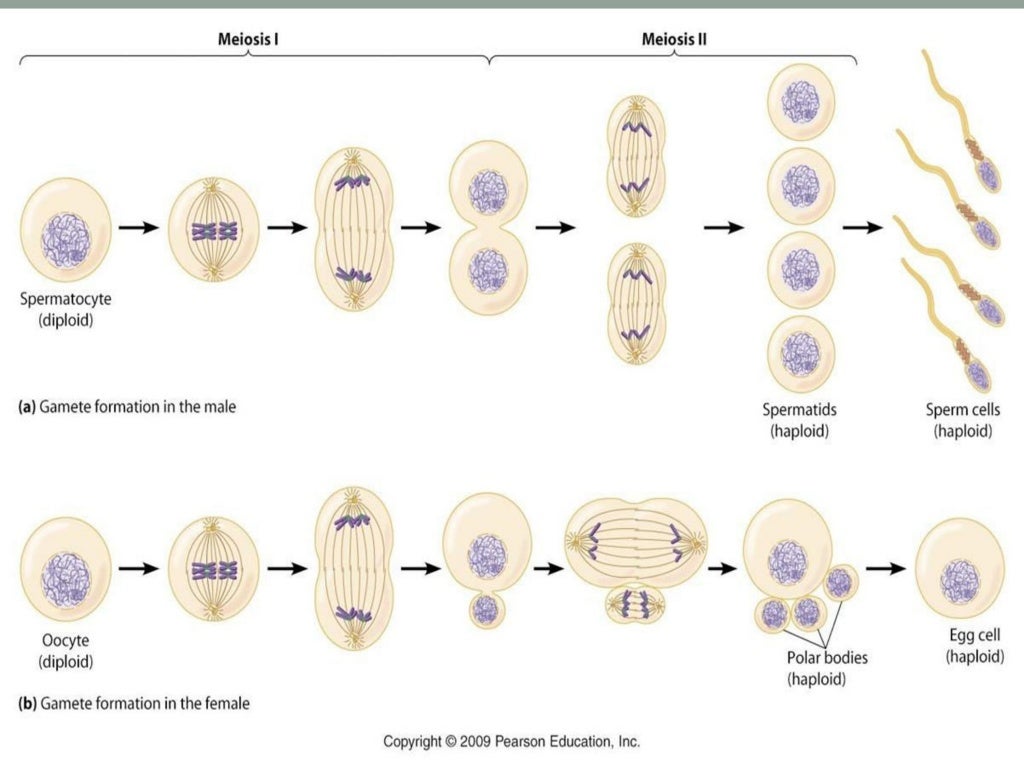 Gametogenesis 2 Biology Diagrams