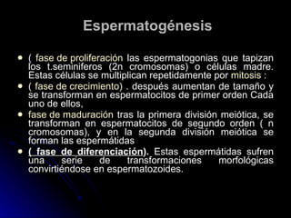 Espermatogénesis (  fase de proliferación  las espermatogonias que tapizan los t.seminiferos (2n cromosomas) o células madre. Estas células se multiplican repetidamente por  mitosis  : (  fase de crecimiento ) . después aumentan de tamaño y se transforman en espermatocitos de primer orden Cada uno de ellos,  fase de maduración  tras la primera división meiótica, se transforman en espermatocitos de segundo orden ( n cromosomas), y en la segunda división meiótica se forman las espermátidas  ( fase de diferenciación ).  Estas espermátidas sufren una serie de transformaciones morfológicas convirtiéndose en espermatozoides. 