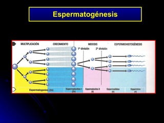 Espermatogénesis 