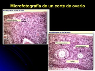 Microfotografía de un corte de ovario 