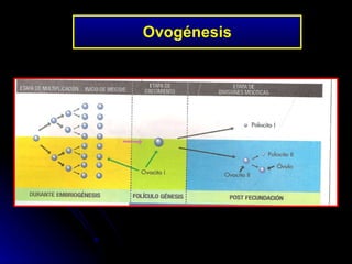 Ovogénesis 