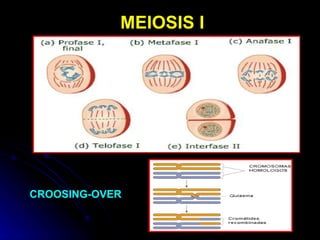 MEIOSIS I CROOSING-OVER 