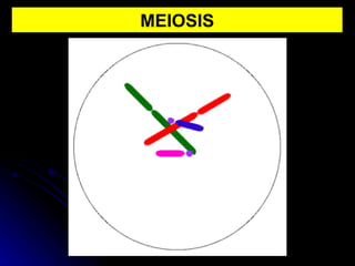 MEIOSIS 