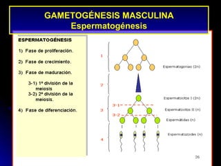 GAMETOGÉNESIS MASCULINA
    Espermatogénesis
 