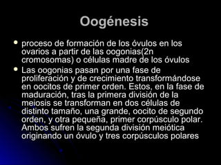    Oogénesis
 proceso   de formación de los óvulos en los
  ovarios a partir de las oogonias(2n
  cromosomas) o células madre de los óvulos
 Las oogonias pasan por una fase de
  proliferación y de crecimiento transformándose
  en oocitos de primer orden. Estos, en la fase de
  maduración, tras la primera división de la
  meiosis se transforman en dos células de
  distinto tamaño, una grande, oocito de segundo
  orden, y otra pequeña, primer corpúsculo polar.
  Ambos sufren la segunda división meiótica
  originando un óvulo y tres corpúsculos polares
 