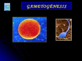 GAMETOGÉNESIS 