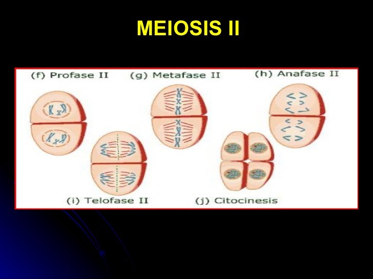 Gametogenesis 2 C