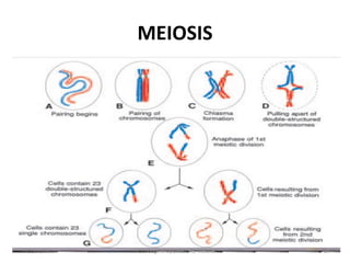 MEIOSIS
2022/11/08 Dr. Chongo Shapi, BSc. HB, MBChB. 18
 