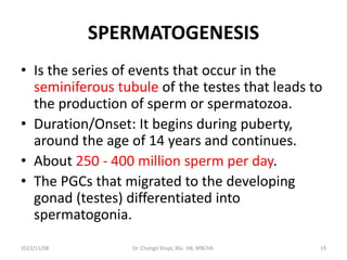 SPERMATOGENESIS
• Is the series of events that occur in the
seminiferous tubule of the testes that leads to
the production of sperm or spermatozoa.
• Duration/Onset: It begins during puberty,
around the age of 14 years and continues.
• About 250 - 400 million sperm per day.
• The PGCs that migrated to the developing
gonad (testes) differentiated into
spermatogonia.
2022/11/08 Dr. Chongo Shapi, BSc. HB, MBChB. 19
 