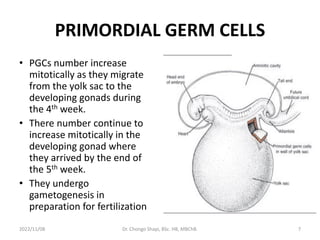 PRIMORDIAL GERM CELLS
• PGCs number increase
mitotically as they migrate
from the yolk sac to the
developing gonads during
the 4th week.
• There number continue to
increase mitotically in the
developing gonad where
they arrived by the end of
the 5th week.
• They undergo
gametogenesis in
preparation for fertilization
2022/11/08 Dr. Chongo Shapi, BSc. HB, MBChB. 7
 