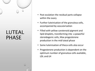 LUTEAL
PHASE
• Post ovulation the residual parts collapse
within the ovary
• Further luteinisation of the granulosa cells,
accompanied by vascularisation
• Filled with yellow carotenoid pigment and
lipid droplets, transforming into a powerful
steroidogenic cells, Max progesterone
production in the mid luteal phase
• Some luteinisation of theca cells also occur
• Progesterone production is dependent on the
optimum number of granulosa cells available,
LDL and LH
 