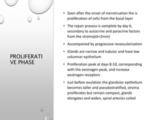 PROLIFERATI
VE PHASE
• Soon after the onset of menstruation the is
proliferation of cells from the basal layer
• The repair process is complete by day 6,
secondary to autocrine and paracrine factors
from the stroma(et<2mm)
• Accompanied by progressive revascularisation
• Glands are narrow and tubular and have low
columnar epithelium
• Proliferation peak at days 8-10, corresponding
with the oestrogen peak, and increase
oestrogen receptors
• Just before ovulation the glandular epithelium
becomes taller and pseudostratified, stroma
proliferates but remain compact, glands
elongates and widen, spiral arteries coiled
 