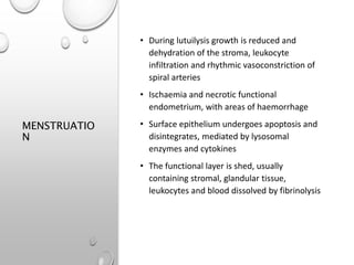 MENSTRUATIO
N
• During lutuilysis growth is reduced and
dehydration of the stroma, leukocyte
infiltration and rhythmic vasoconstriction of
spiral arteries
• Ischaemia and necrotic functional
endometrium, with areas of haemorrhage
• Surface epithelium undergoes apoptosis and
disintegrates, mediated by lysosomal
enzymes and cytokines
• The functional layer is shed, usually
containing stromal, glandular tissue,
leukocytes and blood dissolved by fibrinolysis
 