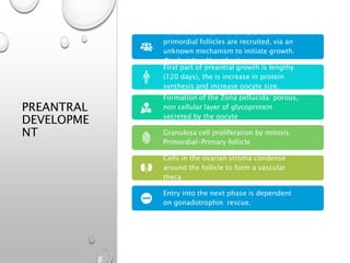 PREANTRAL
DEVELOPME
NT
At various times in the MC a few
primordial follicles are recruited, via an
unknown mechanism to initiate growth.
Product line Hypothesis
First part of preantral growth is lengthy
(120 days), the is increase in protein
synthesis and increase oocyte size.
Formation of the Zona pellucida: porous,
non cellular layer of glycoprotein
secreted by the oocyte
Granulosa cell proliferation by mitosis:
Primordial-Primary follicle
Cells in the ovarian stroma condense
around the follicle to form a vascular
theca
Entry into the next phase is dependent
on gonadotrophin rescue.
 