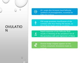 OVULATIO
N
LH surge also increases local follicular
synthesis of prostaglandins, essential for
follicular rupture
FSH surge promotes mucification of the
cumulus cells thus freeing the oocyte, so
that it floats freely prior to ovulation
Rapid expansion of the follicular fluid
results in thinning of the peripheral rim of
the grunulosa cells and regression of theca
cells
Ovarian bulge (stigma) appears on the
surface, enzymatic dissolution leads to
rupture.
 
