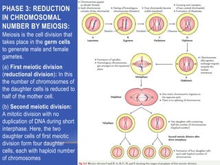 GAMETOGENESIS CONVERSION OF GERM CELLS INTO MALE AND FEMALE GAMATES-1.pptx