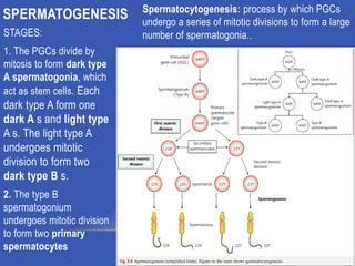 GAMETOGENESIS CONVERSION OF GERM CELLS INTO MALE AND FEMALE GAMATES-1.pptx