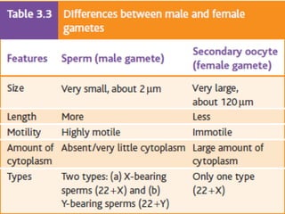 GAMETOGENESIS CONVERSION OF GERM CELLS INTO MALE AND FEMALE GAMATES-1.pptx