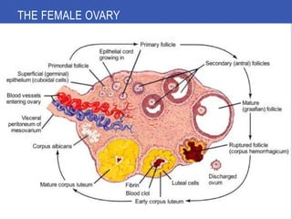 GAMETOGENESIS CONVERSION OF GERM CELLS INTO MALE AND FEMALE GAMATES-1.pptx
