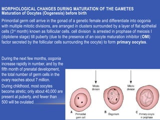 GAMETOGENESIS CONVERSION OF GERM CELLS INTO MALE AND FEMALE GAMATES-1.pptx