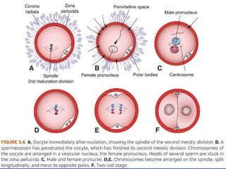 GAMETOGENESIS CONVERSION OF GERM CELLS INTO MALE AND FEMALE GAMATES-1.pptx