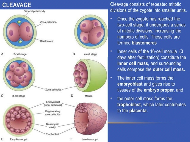 GAMETOGENESIS CONVERSION OF GERM CELLS INTO MALE AND FEMALE GAMATES-1.pptx