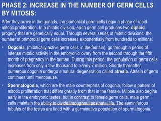 GAMETOGENESIS CONVERSION OF GERM CELLS INTO MALE AND FEMALE GAMATES-1.pptx