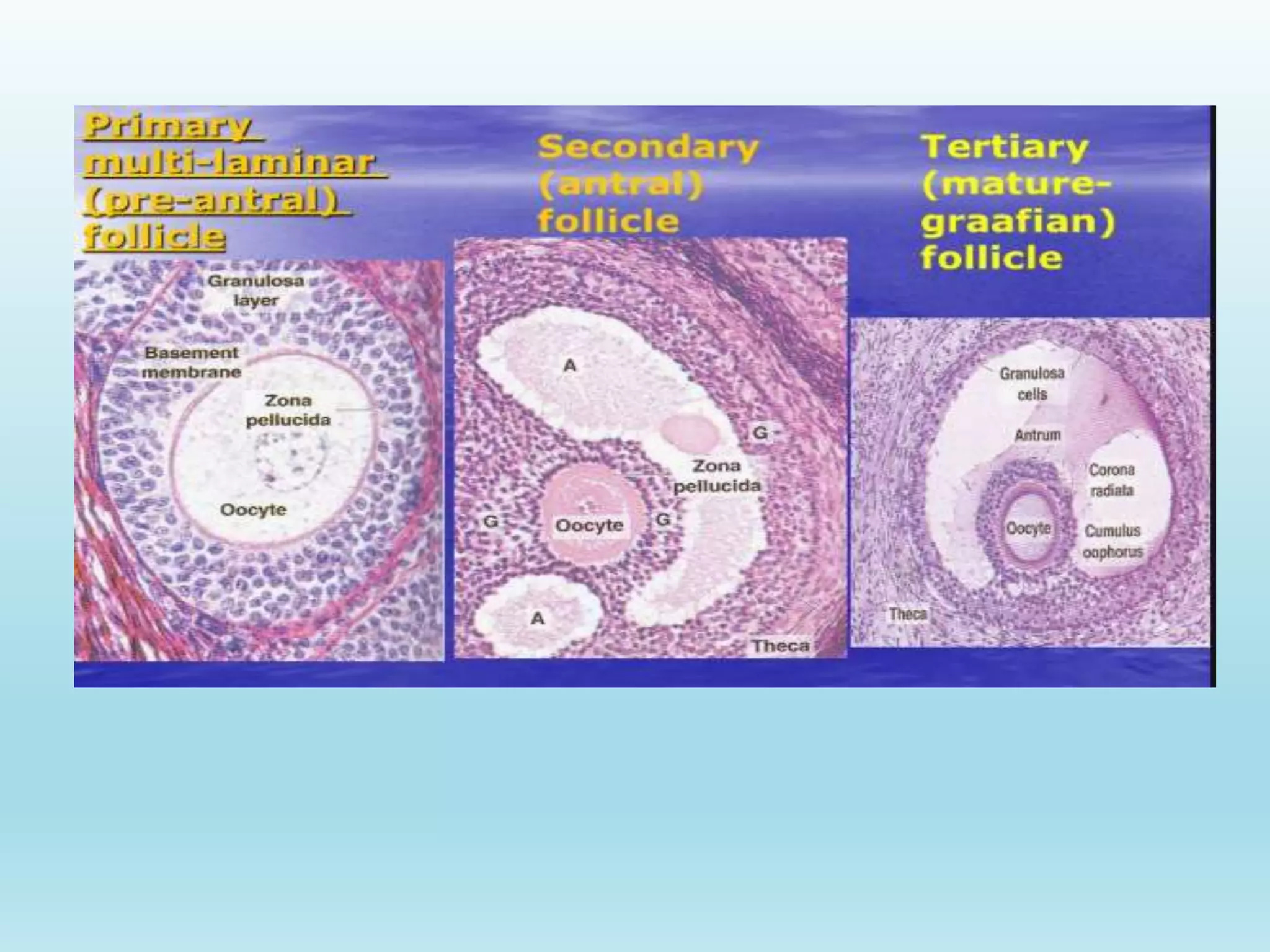 Gametogenesis conversion of germ cells into male and female gametes.ppt
