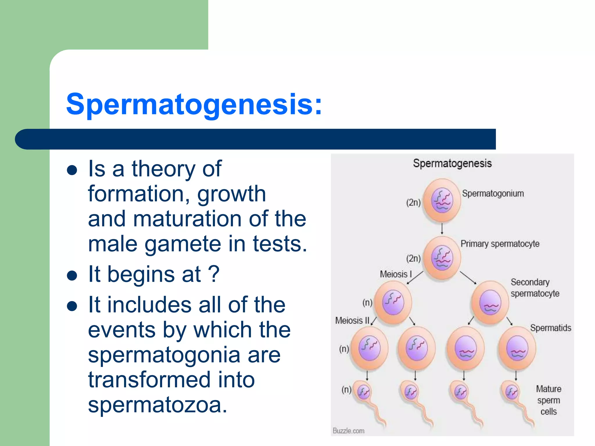 Gametogenesis conversion of germ cells into male and female gametes.ppt