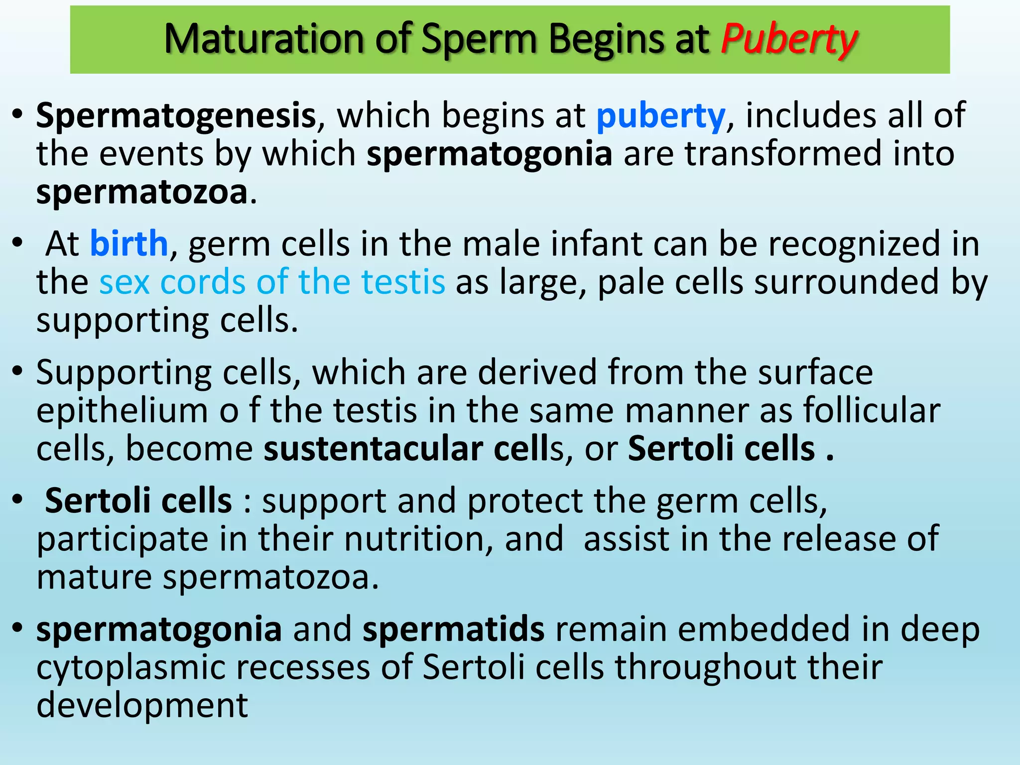 Gametogenesis conversion of germ cells into male and female gametes.ppt