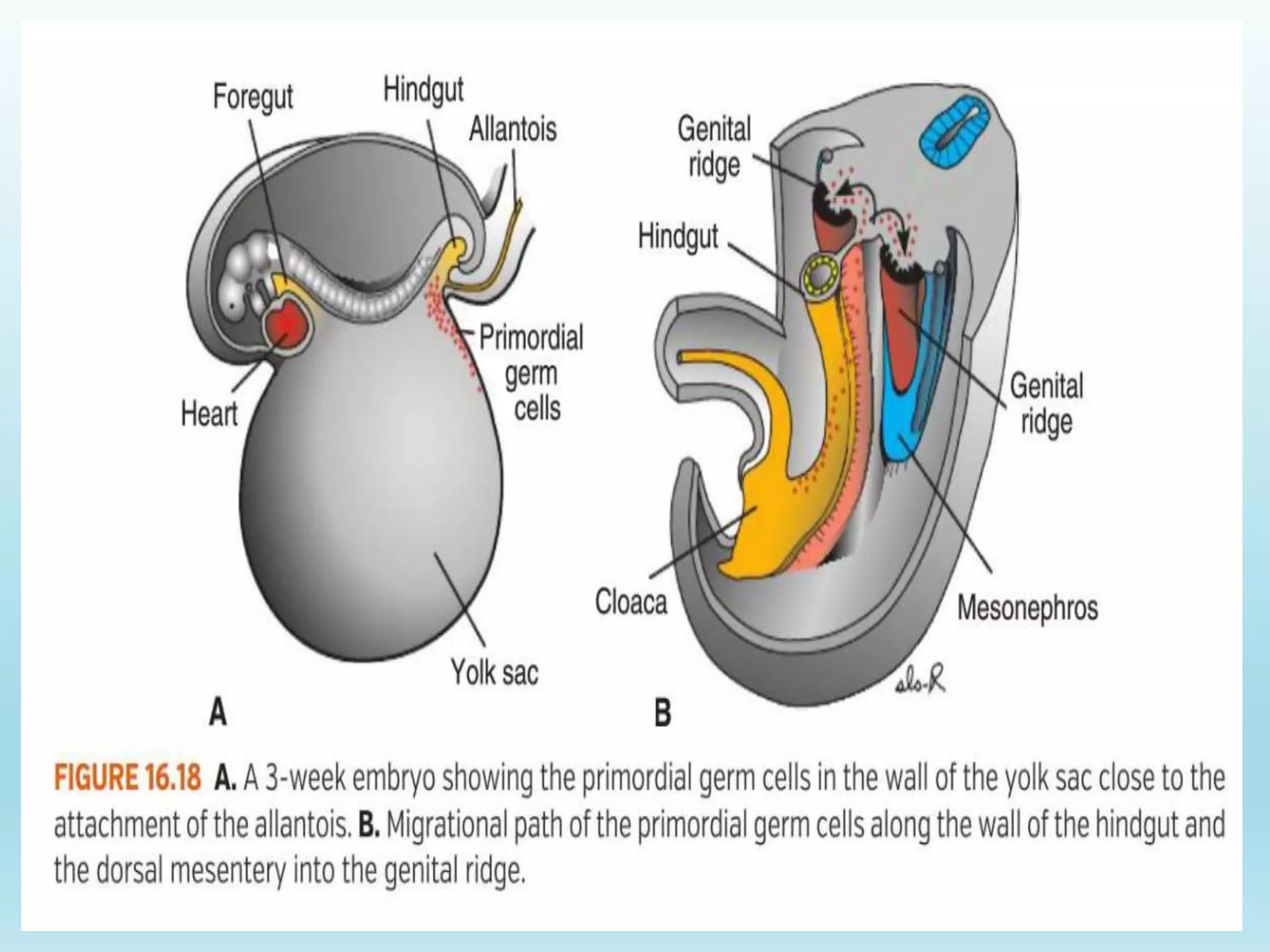 Gametogenesis conversion of germ cells into male and female gametes.ppt