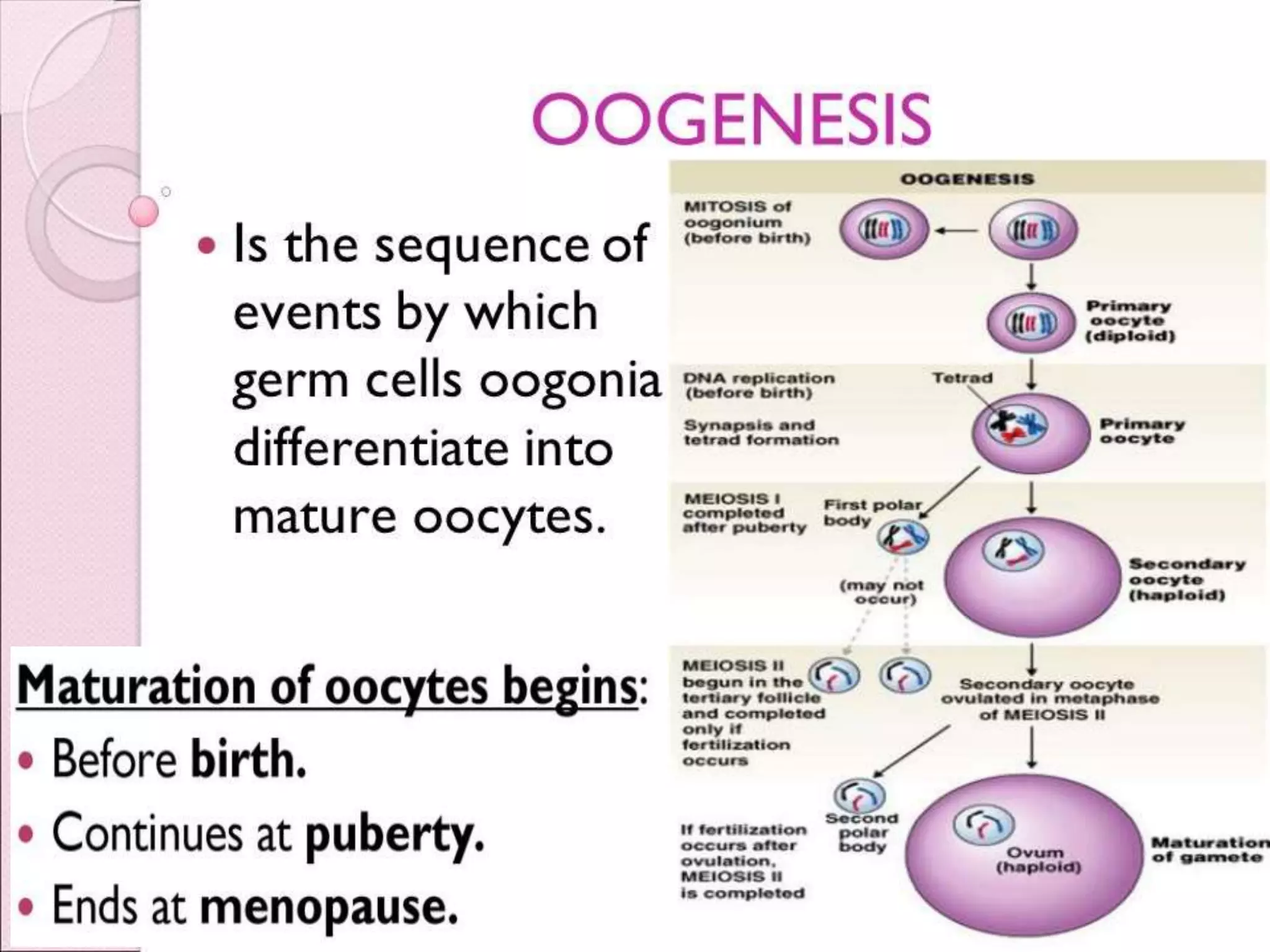 Gametogenesis conversion of germ cells into male and female gametes.ppt