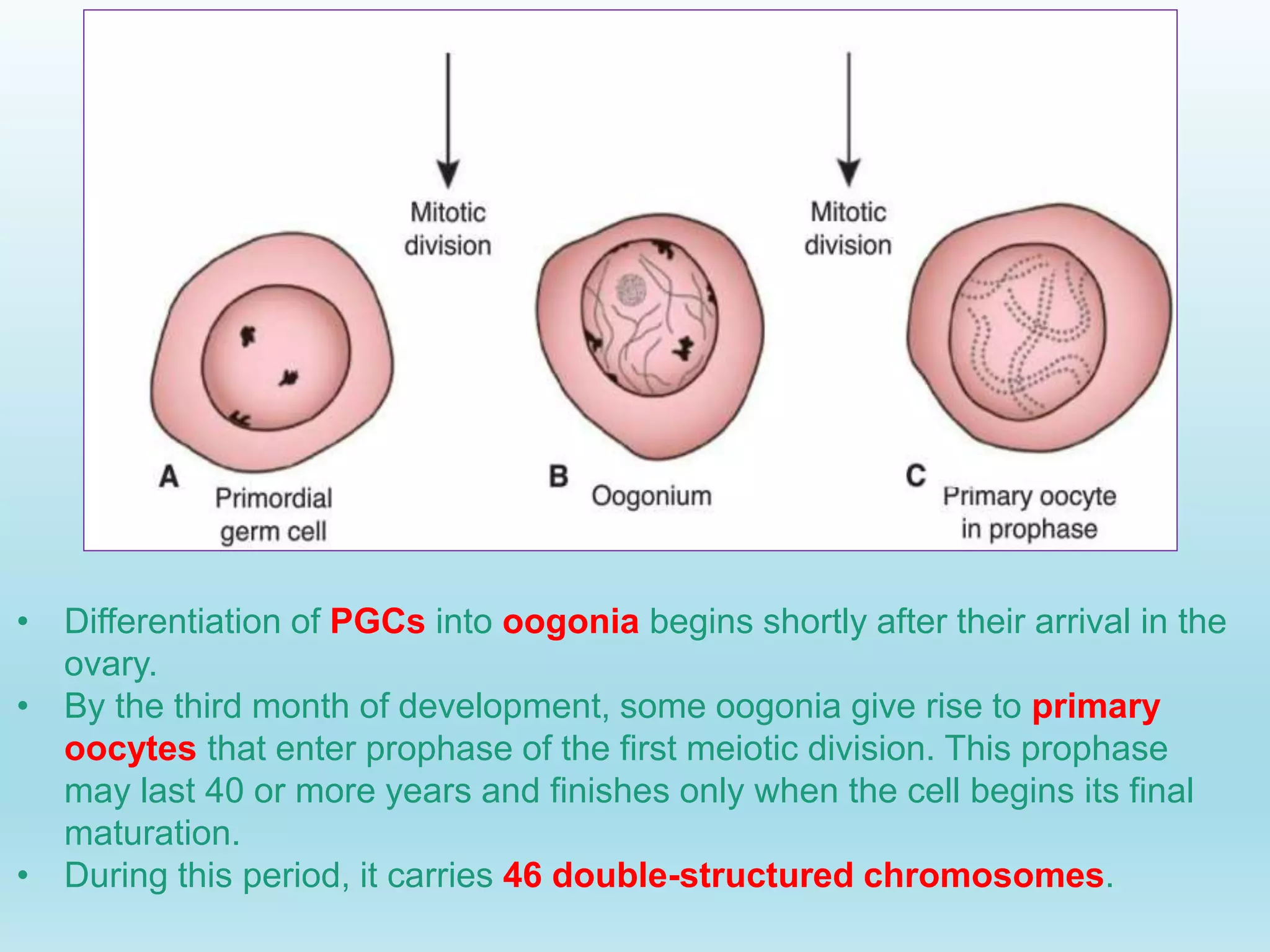 Gametogenesis conversion of germ cells into male and female gametes.ppt
