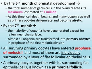 Gametogenesis conversion of germ cells into male and female gametes.ppt
