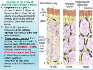 Gametogenesis conversion of germ cells into male and female gametes.ppt