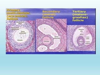Gametogenesis conversion of germ cells into male and female gametes.ppt